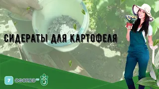 Сидераты для картофеля