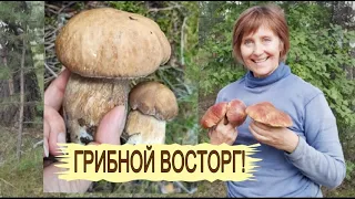 Совсем НЕ ТИХАЯ ОХОТА. ОРАЛА ОТ ВОСТОРГА! СБОР БЕЛЫХ ГРИБОВ АВГУСТ 2021. ГРИБЫ В СИБИРИ!