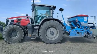 siew gryki odmiana SMUGA 75kg/ha Massey Ferguson 8S siewnik lemken