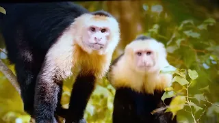 Discovery animals  video 8240908483
