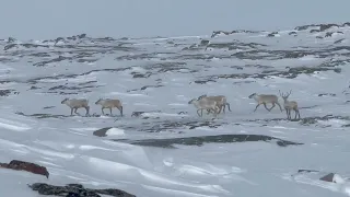 Ski Doo ride Polar bear hunting