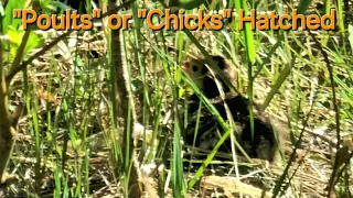 Poults or Chicks Hatched (baby wild turkeys)