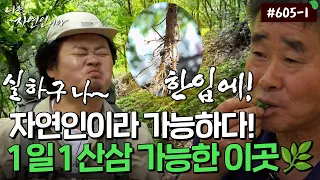 [자연인] 605-1 온 몸의 피로가 풀리는 이 맛.. 1일 1산삼이 가능한 이곳!!