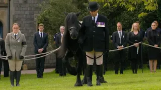 Horse Emma's Last Reverence To The Queen Elizabeth!