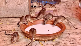 TEMPLE of the 20,000 SACRED RATS… would you dare to enter BAREFOOT?😰