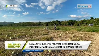 Balitang Bisdak: Pakwan, Gitanom sa Bohol
