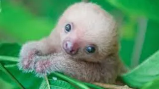 Cute baby animals Videos Compilation - Cutest Animals