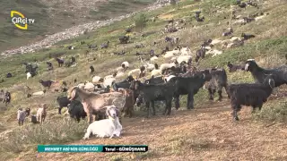 MEHMET ABİNİN GÜNLÜĞÜ/TORUL-GÜMÜŞHANE/KEÇİ GÖÇÜ