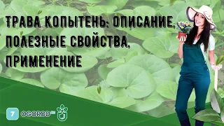 Трава копытень: описание, полезные свойства, применение