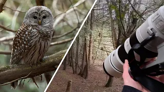 The Art of Discovering Owls: A Photography Story