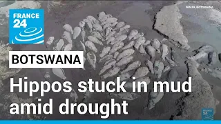 Herds of endangered hippos trapped in mud in drought-hit Botswana • FRANCE 24 English