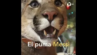 Messi el puma mascota | Estilo de Vida