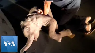 Baby Elephant Resuscitated in Thailand