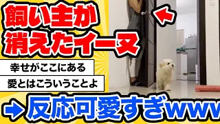 【2ch動物スレ】飼い主が急に消えたら犬はどうする…？びっくりしたわんこの反応が可愛すぎるwwwwww