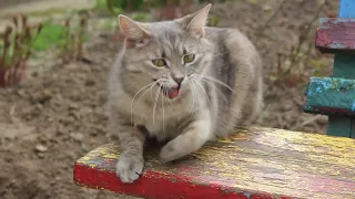 Кошка на скамейке.  Cat on the bench.