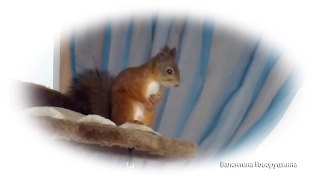 Кольцевые гонки бельчонка Пуша. Formula -1 of little squirrel  Posh.