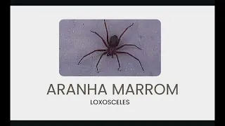 Picada da aranha marrom: saiba identificar os sintomas e lesão de pele