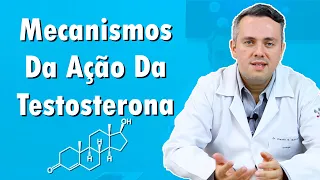 Mecanismos Da Ação Da Testosterona | Dr. Claudio Guimarães