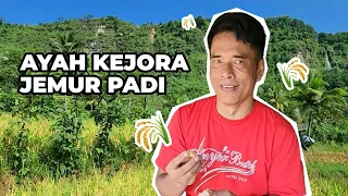 Waktunya Jemur Padi Bareng Ayah Kejora | Vlog Lesti