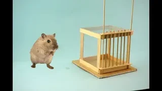 How to Make Mouse Trap