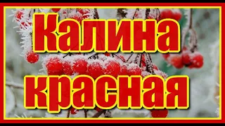 "Калина красная" Невероятно красивая, душевная и трогательная песня для души, Послушайте!!!