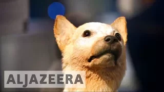 Laika the space dog 60 years on