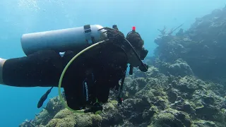 HOW TO SCUBA DIVE IN PORTLAND JAMAICA #underwater #diving #portland