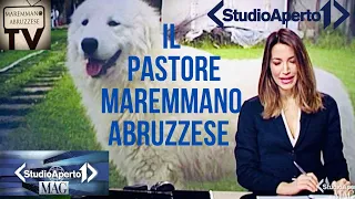 Pastore Maremmano Abruzzese Documentario Studio Aperto