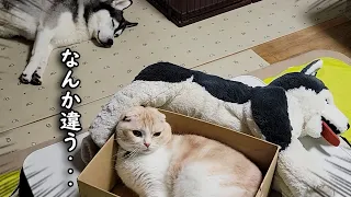 猫が間違えてぬいぐるみと寝てたら犬の反応がこちらです