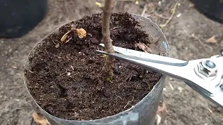 Обрезка саженцев метельчатых, укорененных в прошлом году. Как остановить сокотечение