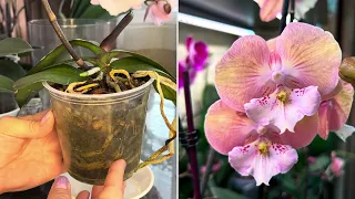 Любоваться цветами или уберечь корни? Лучшие средства для восстановления Орхидей