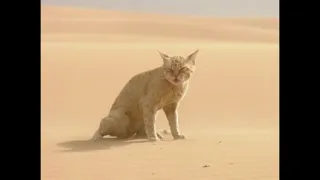 Desert Animals | Documentary