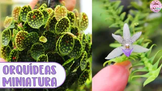 Iniciando en el mundo de las ORQUÍDEAS MINIATURA │Candy Bu