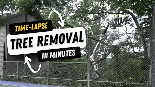 Time-lapse Tree Removal in Minutes