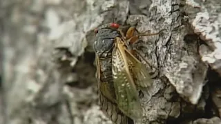Can you eat cicadas? Expert says wait until they're cooked