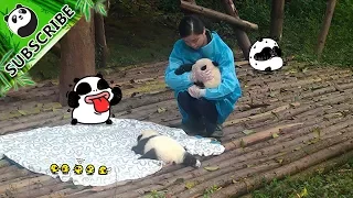 Panda Cub Sneezing! How Cute Is That! | iPanda
