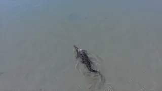 Huge Saltwater Crocodile Swims Past Bull Shark