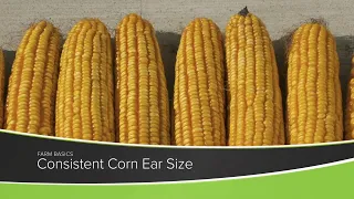 Farm Basics #1188 Consistent Corn Ear Size (Air Date 1-10-21)