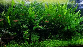 Scarlet badis breeding tank (Dario dario)