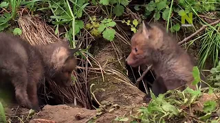 Дикая Швейцария / Wild Faces of Switzerland Серия 1 Горы Юра / The Jura Mountains