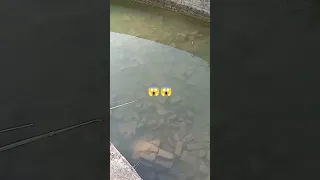 silver fish in canal 😱😱#viral #trending #viralvideo #fishing #shortsvideo