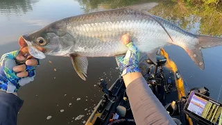 Juvenile Tarpon Hunting in the Back Country. Pine Island, Florida fishing on Old Town Autopilot 120.