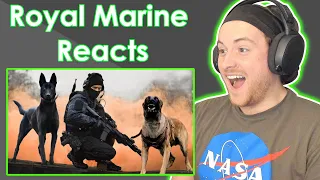 Royal Marine Reacts To 10 Ultimate Military Dog Breeds - ViralBe