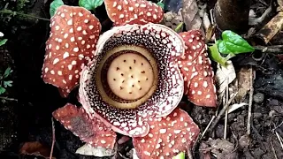 The largest Flowers in the World: Rafflesia- San Remegio, the Summer Capital of Antique