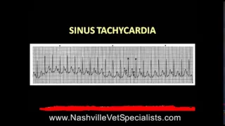 Nashville Vet Specialists, Anesthesia Issues