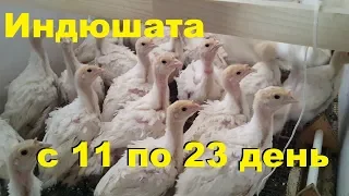 Индюшата с 11 по 23 день. Выращивание и содержание