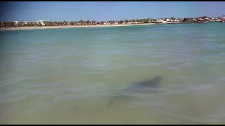 Sharks at playa Caleta de Fuste Fuerteventura tiburones Canary Islands Islas Canarias