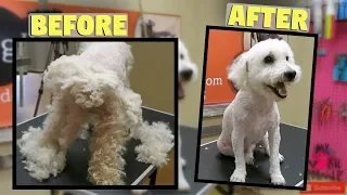 Really Matted Bichon Poodle Saved MUST WATCH