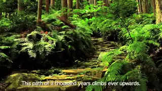 [Beautiful Japan] World Heritage Kumano Kodo Pilgrimage Routes