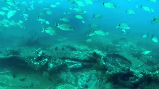 Sand Tiger Sharks on the Caribsea wreck on June 8, 2015